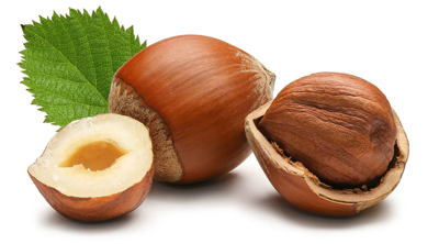 روغن فندق